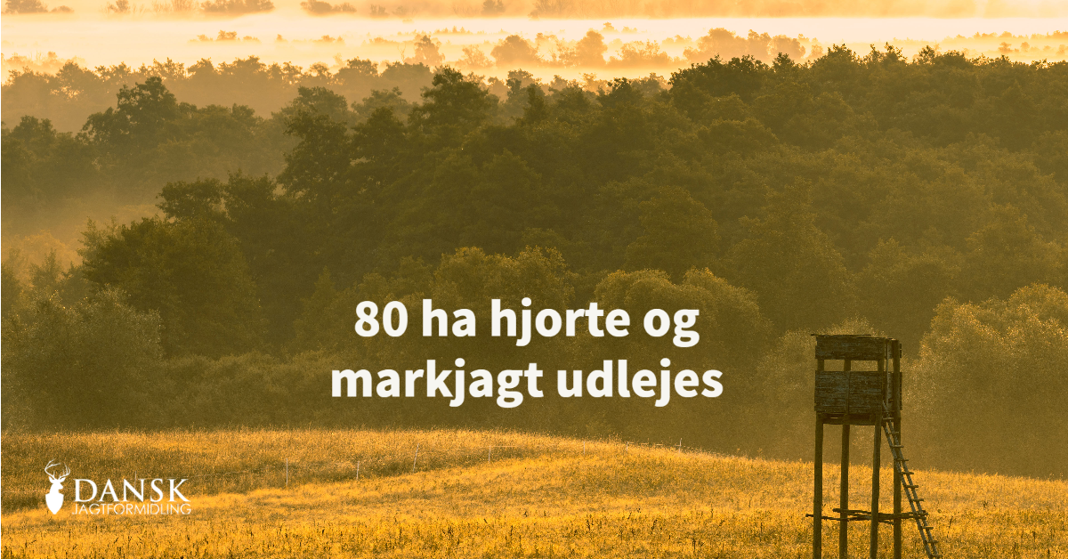 80 ha jagt udlejes. Mark med øko jord med krondyr, dådyr, rådyr