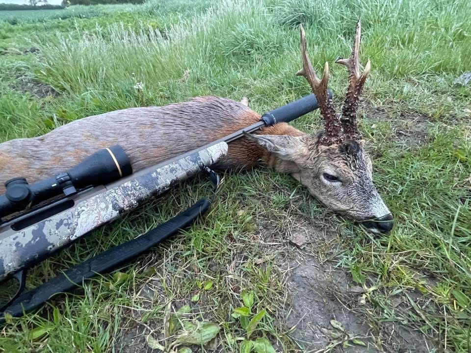 Jeg er især meget interesseret i jagt på kronvildt. – foto 2